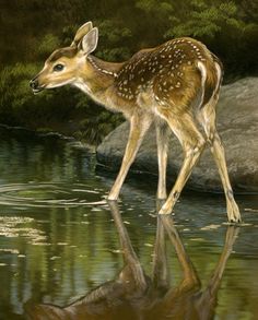 a painting of a fawn drinking water from a pond with rocks in the background