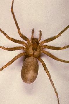 a large brown spider sitting on top of a white wall