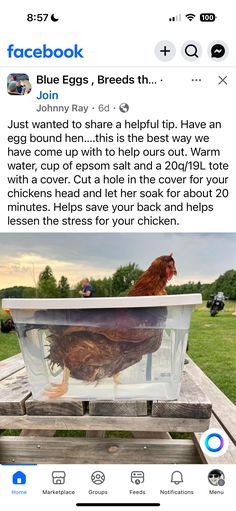 an image of a chicken sitting in a bathtub on top of a wooden table