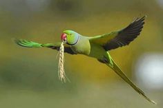 a green parrot flying through the air with a seed in it's mouth