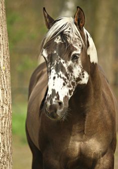 a brown and white horse standing next to a tree