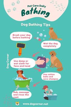 a poster with instructions on how to wash your dog's teeth and bathes