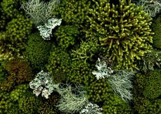 green moss growing on the side of a wall with lots of white and green plants