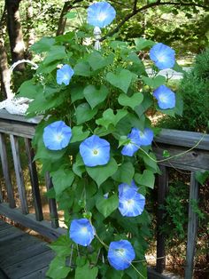 blue flowers are growing on the side of a wooden deck in front of a wooded area