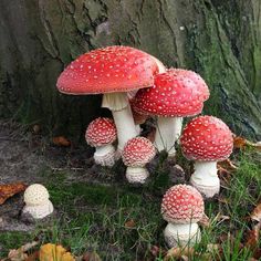 a group of mushrooms sitting on the ground next to a tree