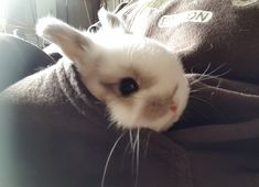 a small white rabbit sitting on top of a person's lap and looking at the camera