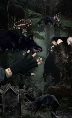 a collage of images with different animals and people in the woods, including one wolf