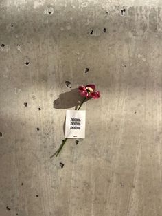 a small piece of paper that has been placed on the ground with a flower in it