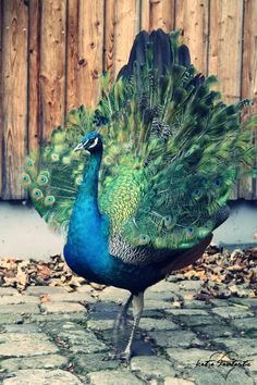 a peacock with its feathers spread out standing in front of a wooden fence and leaves on the ground