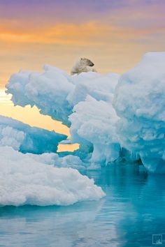 a polar bear is sitting on top of an iceberg in the water at sunset