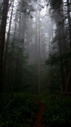 a path in the middle of a forest with lots of trees and fog on it