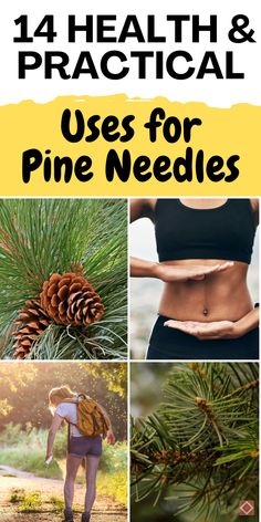 Want to boost your homesteading lifestyle? Learn 14 ways pine needles can improve your health and daily life. Discover how to make pine needle tea, use them as natural cleaning agents, or incorporate them in sustainable living practices. Whether you’re foraging or looking for medicinal uses, these homesteading tips will inspire you. Save this pin for later! Uses For Pine Needles, Pine Needle Tea, Homesteading Tips, All Natural Cleaners, Natural Cleaning Solutions, Immune System Boosters, Natural Acne Remedies, Feeling Under The Weather, Stronger Immune System