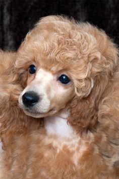 a close up of a poodle with blue eyes