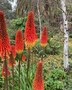 red and yellow flowers in the middle of a forest