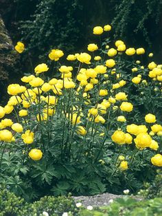 the yellow flowers are blooming in the garden