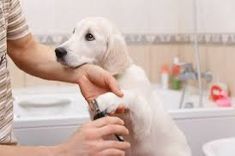 a man is brushing his dog's teeth in the bathtub while holding it up