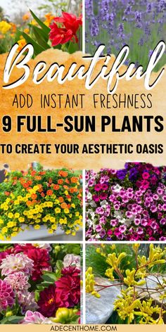 beautiful flower photos with text overlay that says, beautiful add instant freshness 9 full - sun plants to create your aesthetic oasis