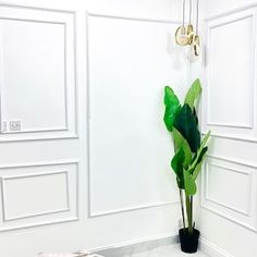 a plant in a black pot on a marble counter top next to white walls and doors