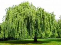 a large green tree sitting in the middle of a park