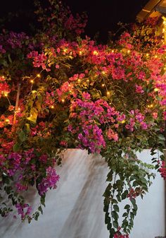 pink and purple flowers are growing on the side of a building at night with lights in the background