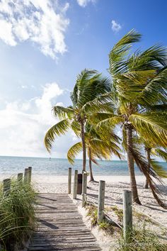 palm trees on the beach with stairs leading to the water