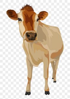 a brown and white cow standing in front of a white background png clipart