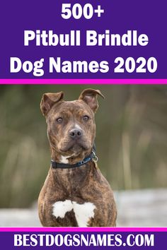 a brown and white pitbull dog with the words, 500 + pitbull brindle dog names 2020