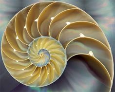 an ammonet shell is shown in this image