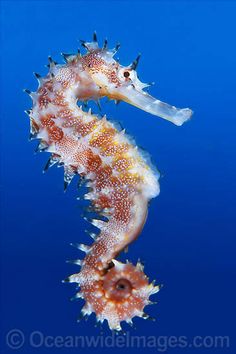 a sea horse swimming in the ocean with it's head turned to its side