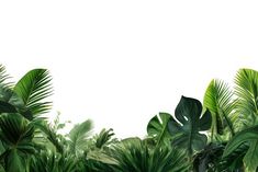 an image of tropical plants with white background