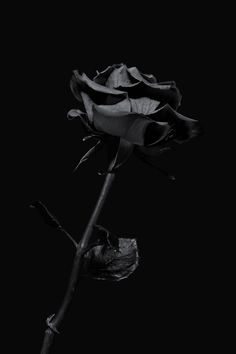 Black Rose Picture, Plain Black Wallpaper, Aesthetic Rose, Black Wallpaper Iphone Dark, Aesthetic Roses, Aesthetic Flower, Rose Images, Iphone Black, Rose Pictures