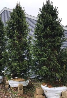 three evergreen trees are lined up in front of a building with bags on the ground