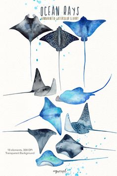 watercolor painting of blue and white stingfishs with the words ocean rays above them