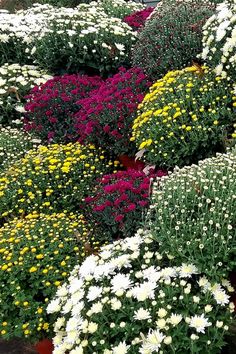 many different types of flowers are arranged in rows on the ground, including white and yellow daisies