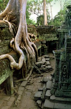 the tree roots are growing over the ruins