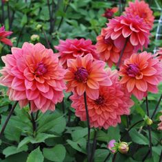 pink flowers are blooming in the garden