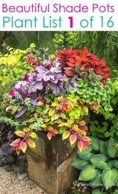 the beautiful shade pots plant list is out now