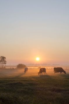 cows graze in a field as the sun goes down on a foggy day