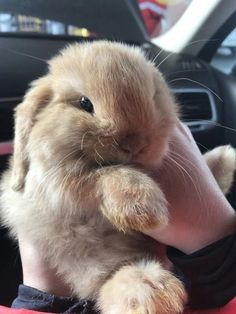 a small rabbit is sitting in someone's lap and holding it up to the camera