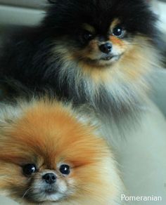 two small dogs sitting next to each other