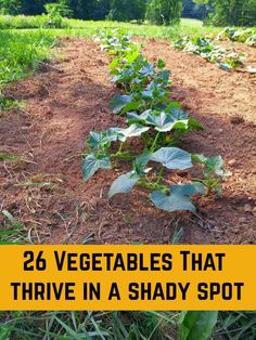 vegetables that have been planted in a shady spot with the words, 26 vegetables that arrive in a shady spot