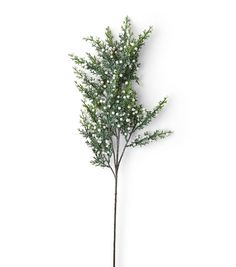 Add a Refreshing Touch to Your Holiday Decor with the 355" Christmas Green Iced Juniper With White Berries Stem by Bloom RoomElevate your holiday decor with the stunning Christmas Iced Juniper Stem by Bloom Room This faux stem is crafted with iced juniper leaves and features delicate white berries for a touch of elegance Whether you add it to a floral arrangement or use it as a standalone accent piece, this stem is sure to impress your guestsWith its lifelike design and , this stem is perfect fo January Greenery Decor, Christmas Vase Filler, Christmas Plant, Winter Greenery, White Winter Floral Arrangements, Winter Florals, Christmas Stems Vase, Winter Stems In Vase, Small Icy Winter Branches Table