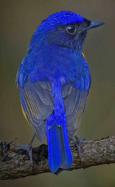 a blue bird sitting on top of a tree branch