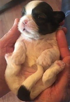 a small black and white puppy is held in someone's hands