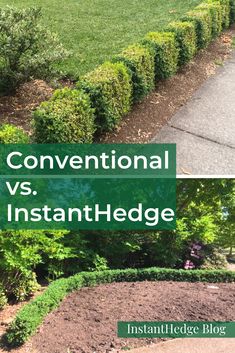 the words conventional vs instant hedge in front of an image of a lawn and bushes