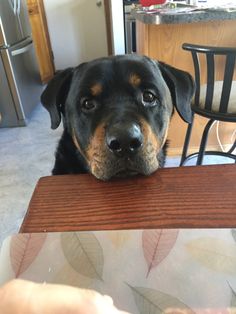 a black and brown dog sitting on top of a wooden table next to a person