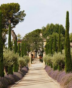 an empty road surrounded by lots of trees and lavender bushes in front of a house