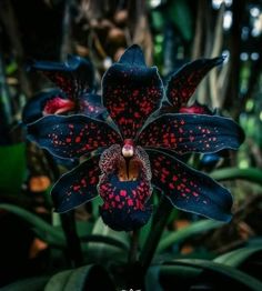 a black flower with red spots on it