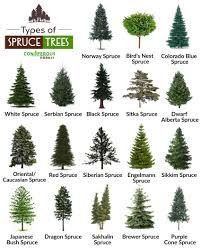 different types of trees that are labeled