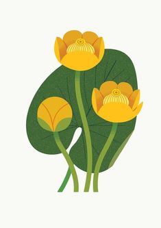 three yellow flowers with green leaves on a white background